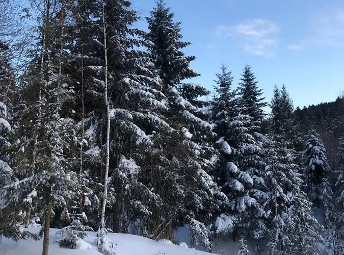 Belvedere-karpaty